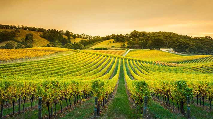 "Illustration d'un champ de vignes"